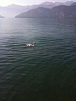 Fotoimpressionen Weggis und Vierwaldstätter See